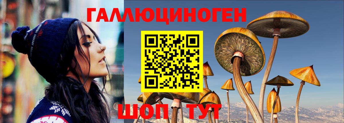 Галлюциногенные грибы Psilocybine cubensis Сегежа