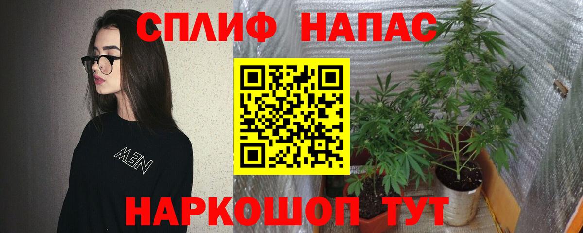 Конопля планчик Сегежа